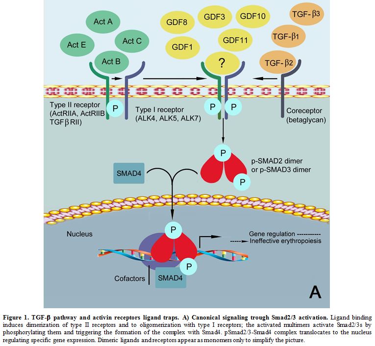 Figure 1A