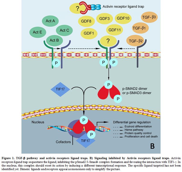 Figure 1B