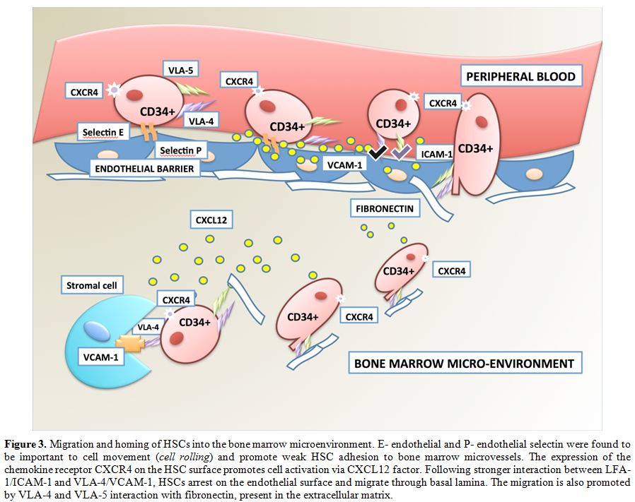 Engraftment bone marrow transplant